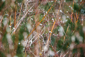 small tree branches in spring on neutral blur background