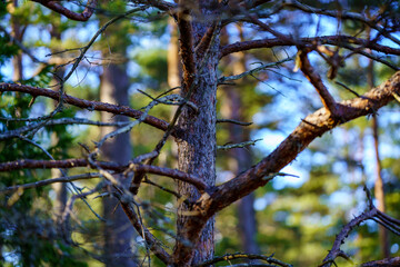 tree trunk textured background in spring forest