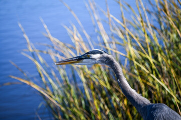 Great Blue Heron at Magnolia Gardens in Charleston, South Carolina 