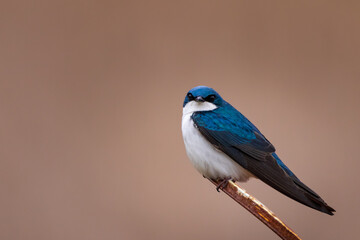 close-up photo of a tree swallow in the spring during nesting