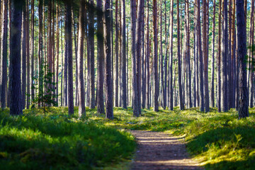 Obraz premium tree trunk textured background in spring forest