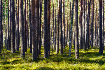 tree trunk textured background in spring forest