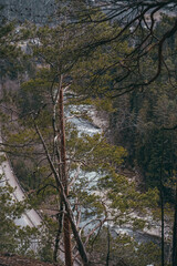 autumn in the forest