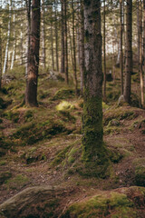 footpath in the woods