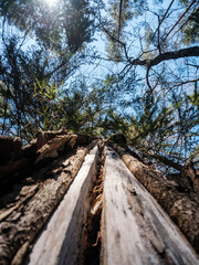tree trunk textured background in spring forest