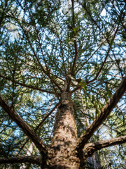 tree trunk textured background in spring forest