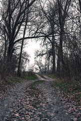 Fototapeta premium path in the forest