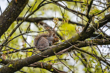 squirrel on tree