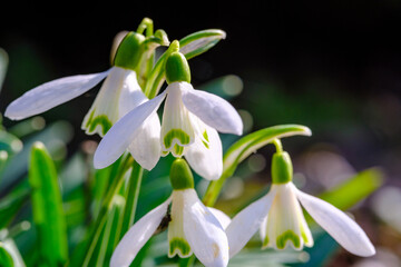 Fototapeta premium white small spring flowers closeup on green meadow
