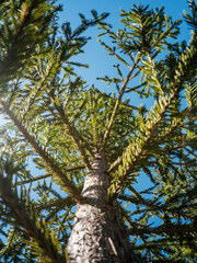 tree trunk textured background in spring forest