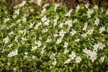 white small spring flowers closeup on green meadow