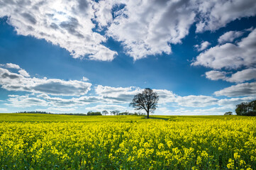 Obraz premium Beautiful rape fields in Hertfordshire