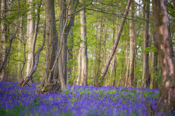 Classic carpet of English Bluebells on the trail in Hertfordshire woods 