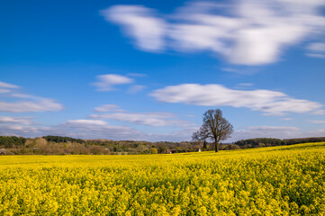 Obraz premium Beautiful rape fields in Hertfordshire