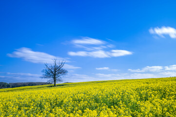 Obraz premium Beautiful rape fields in Hertfordshire