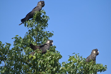 Group of Carnaby's black cockatoo (Zanda latirostris), short-billed black cockatoo, endemic to southwest Australia eating seeds of western sheoak (Allocasuarina fraseriana) tree.