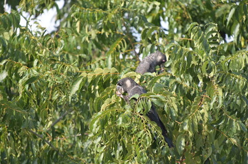 Two Carnaby's black cockatoo (Zanda latirostris), short-billed black cockatoo, is a large black cockatoo endemic to southwest Australia eating seeds of western sheoak (Allocasuarina fraseriana) tree.