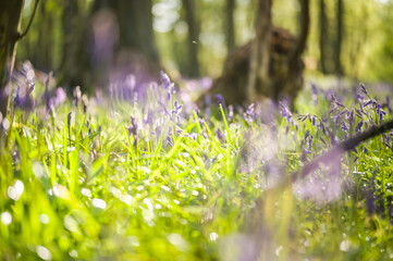 Close-up of Bluebells growing in Hertfordshire Woods 