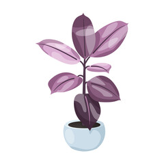 Fikus - egzotyczne liście w odcieniach fioletu w błękitnej doniczce. Botaniczna ilustracja tropikalnej © Monika