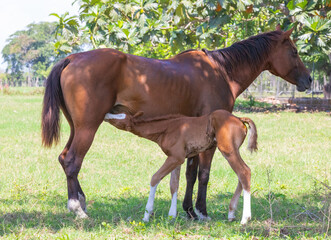 Costa Rica, mare nursing her foal in a sunny day