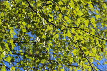 Sunlit young birch leaves in the wind against the blue sky