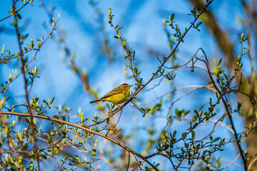 Palm Warbler bird on a branch