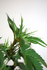 Obraz premium Marihuana plant close up Cannabis sativa family cannabaceae modern botanical background high quality print medical super lemon haze