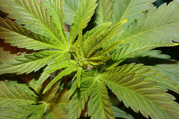 Marihuana plant close up Cannabis sativa family cannabaceae modern botanical background high...