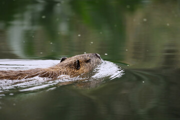 Primer plano de un coipo (myocastor coypus) nadando en el río.