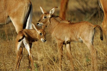 Antilope rouanne (hippotragus equinus)