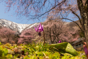 白馬貞麟寺のカタクリの花・しだれ桜と雪の北アルプス