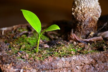 Planta con hojas verdes brotando de la tierra	