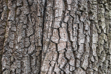 Naklejka premium Old tree bark texture, closeup