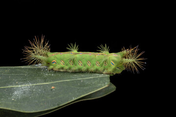 Close up of beautiful green stinging nettle slug caterpillar on green leaves