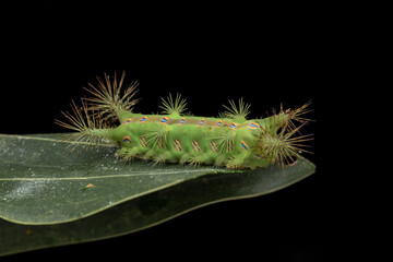 Close up of beautiful green stinging nettle slug caterpillar on green leaves