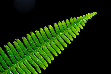 abstract green leaves isolated on black