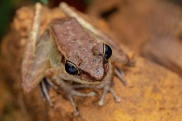 Close-up image of beautiful Torrent Frog of Borneo