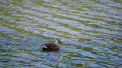 Duck swimming in the pond