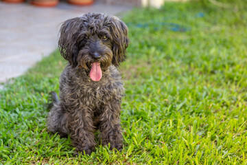 cute puppy sit on floor
