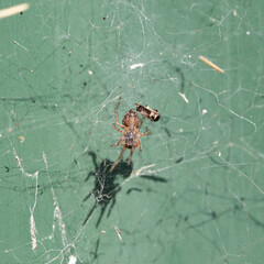 close up macro of a spider hunting a bee caught it in its web and eating 