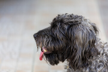 cute puppy sit on floor