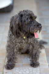 cute puppy sit on floor