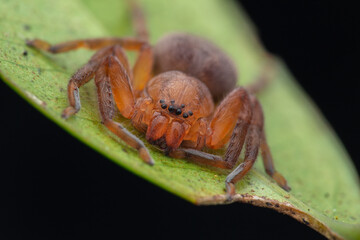 Hunstman Spider on green Leaves , Beautiful Spider in Sabah, Borneo ( Selective Focus)