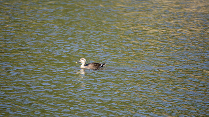 Duck swimming in the pond