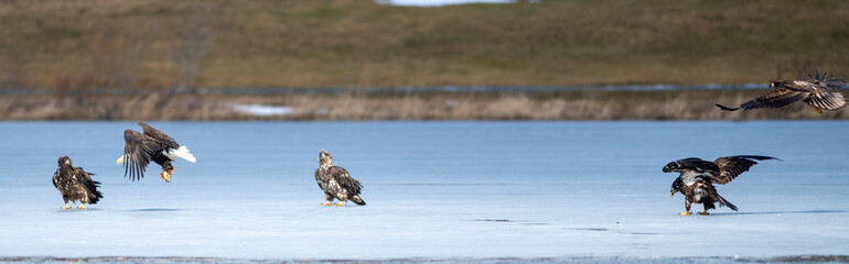A flock of American bald eagles on a sheet of ice fighting over a white feathered bird. A mature American Eagle has its claws down getting ready to pitch and grab the food from the other raptors. 