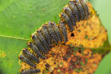 A group of sawfly larva on leaves (selective focus)