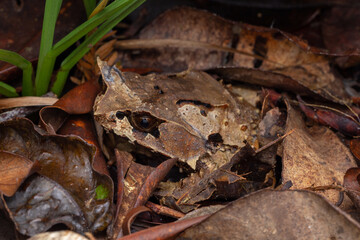 Macro image of a huge horned frog from Borneo - Megophrys kobayashii