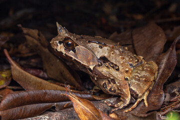 Macro image of a huge horned frog from Borneo - Megophrys kobayashii