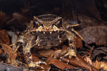 Macro image of a huge horned frog from Borneo - Megophrys kobayashii