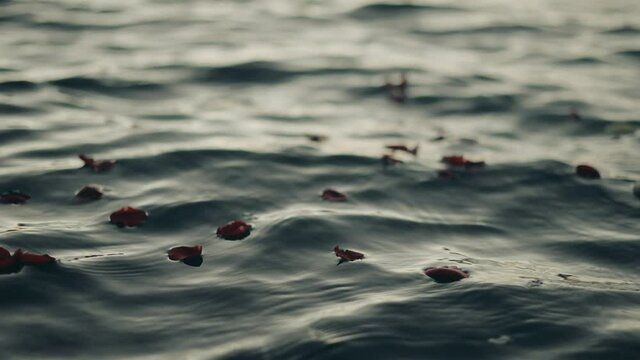 Red Rose Petals Falling Into Water Surface Of The Ocean - close up